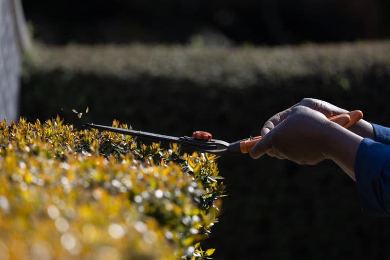 Garden shears trimming a green hedge